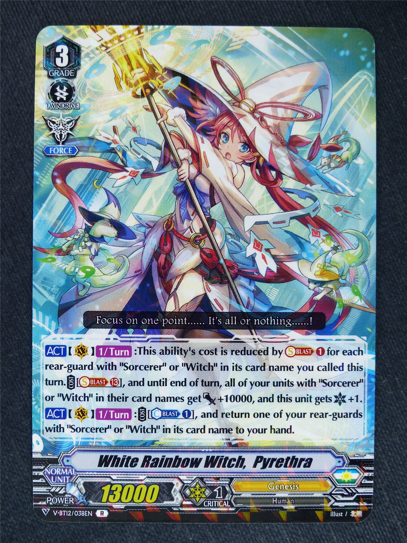 White Rainbow Witch Pyrethra