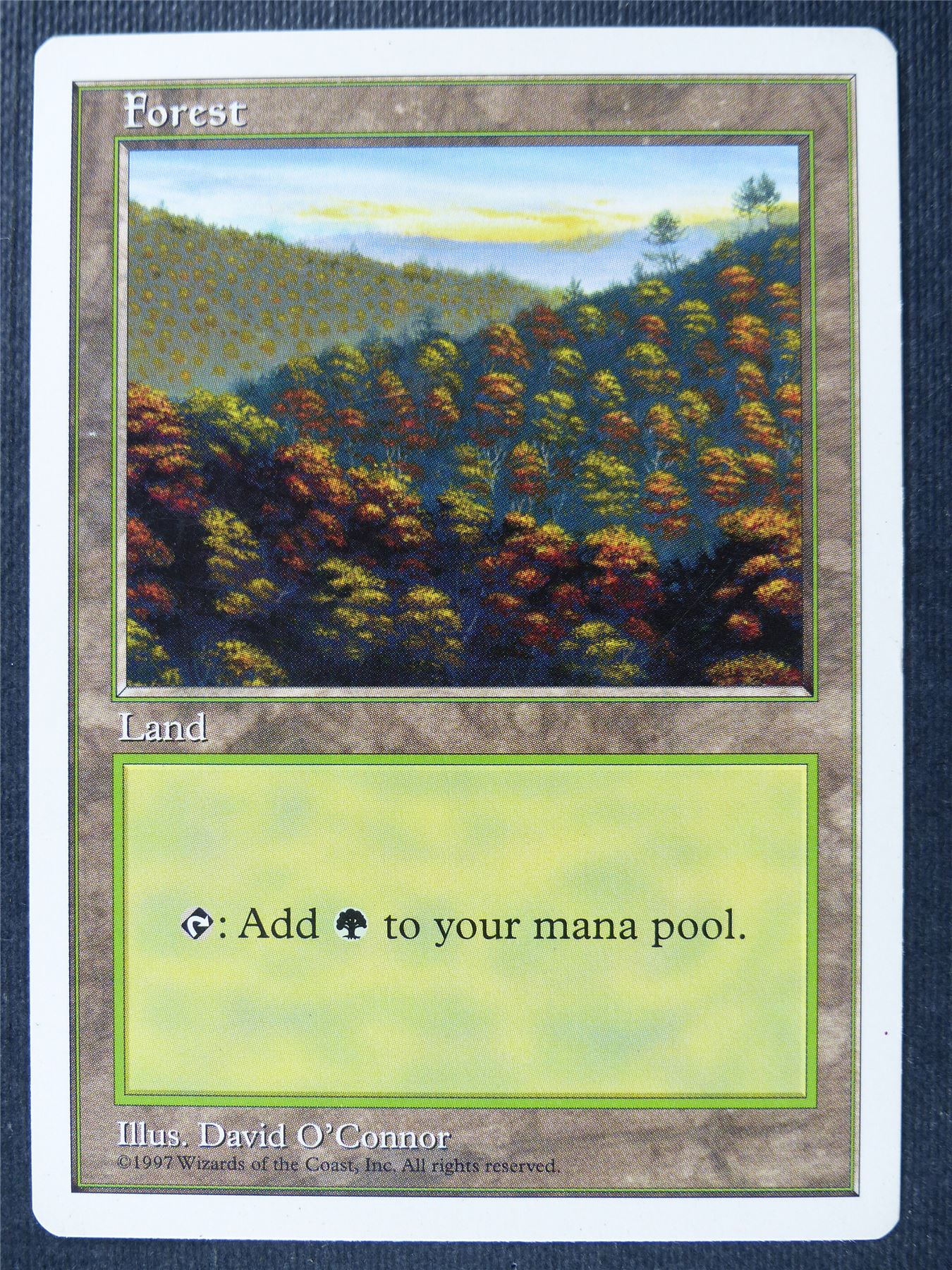 Forest - Fifth Ed - Mtg Card #1Y1